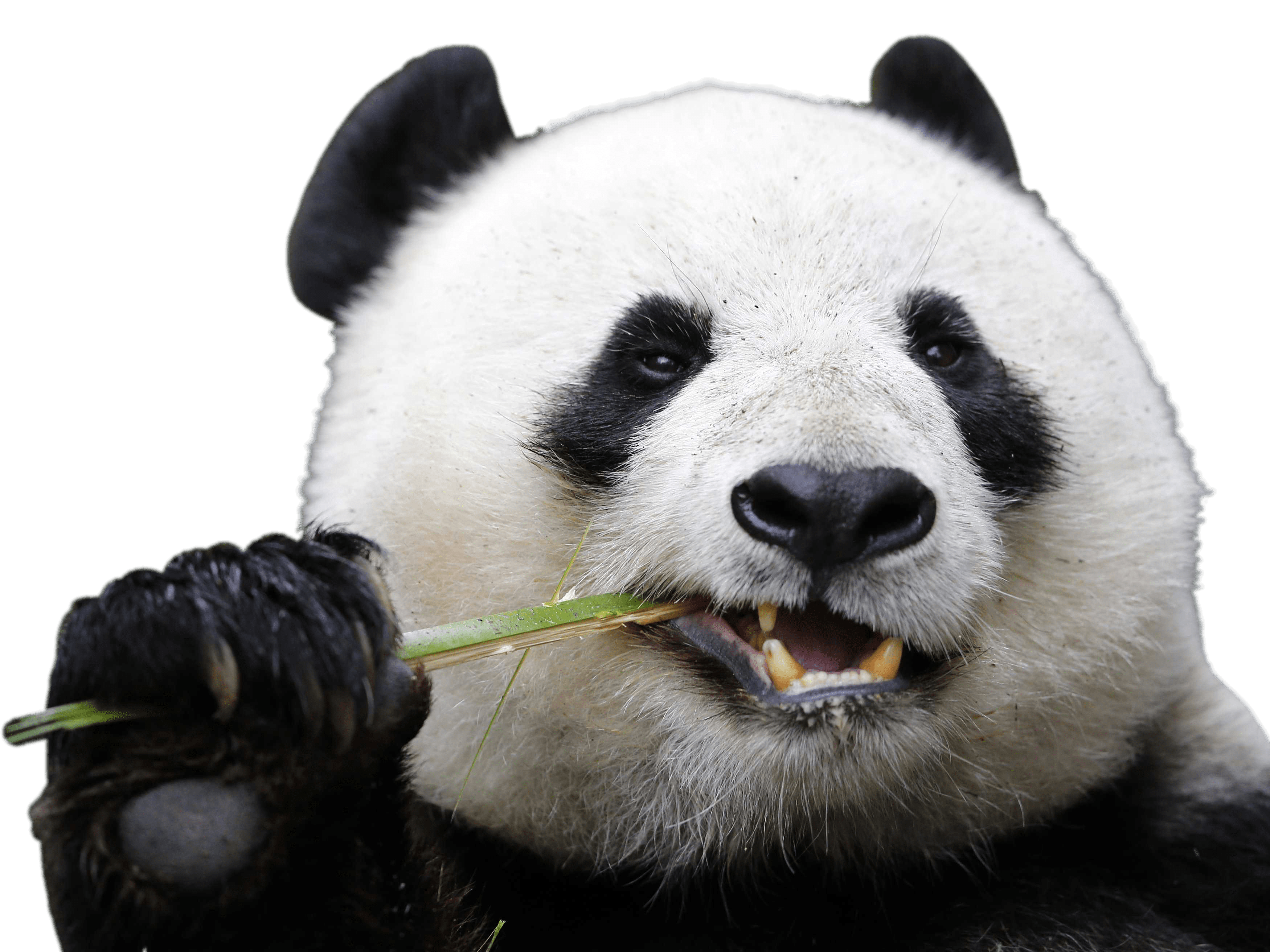 Animals · Pandas - Panda, Transparent background PNG HD thumbnail