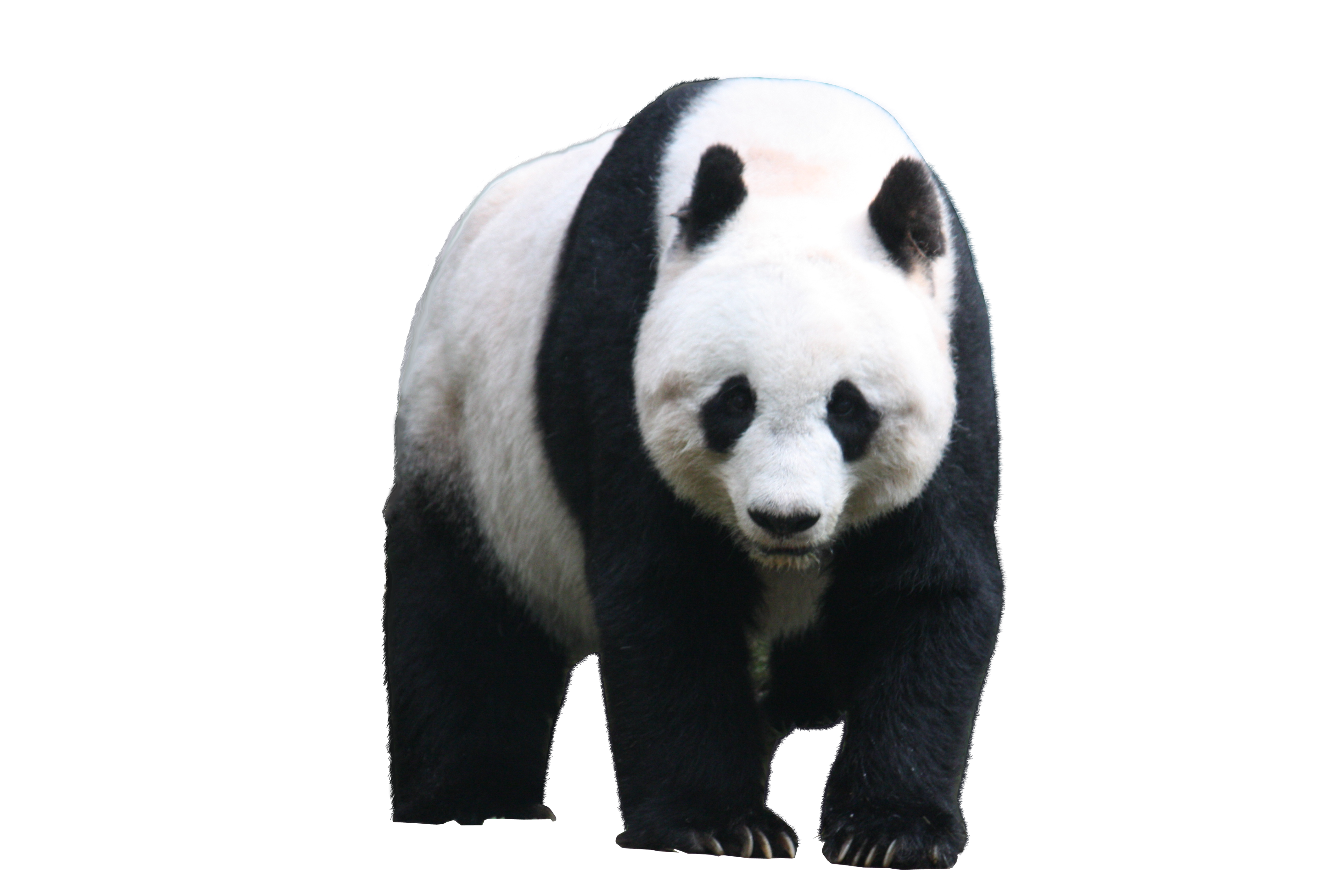Panda Png - Panda, Transparent background PNG HD thumbnail