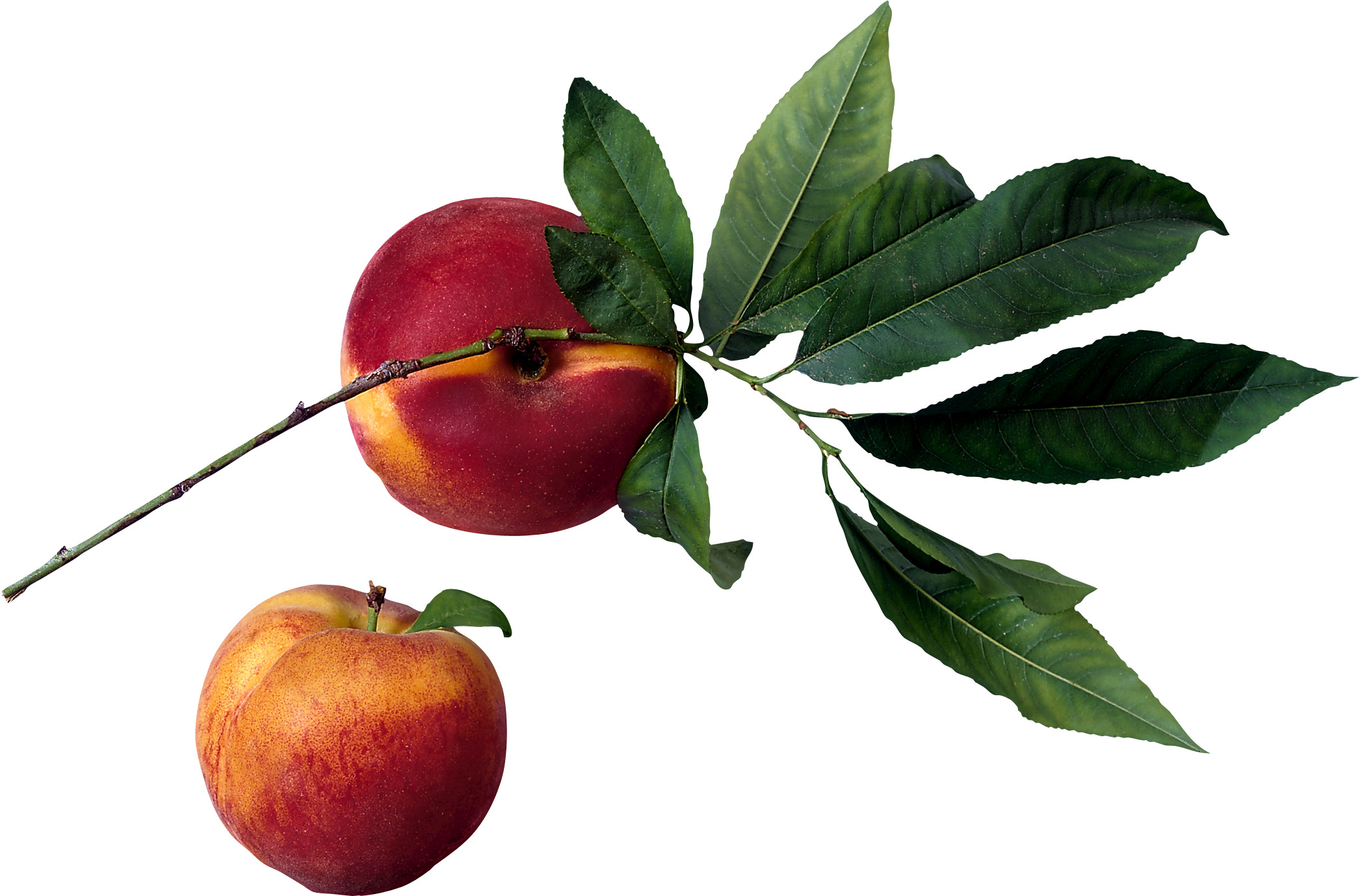 peach tree, Peach Blossom, Tr