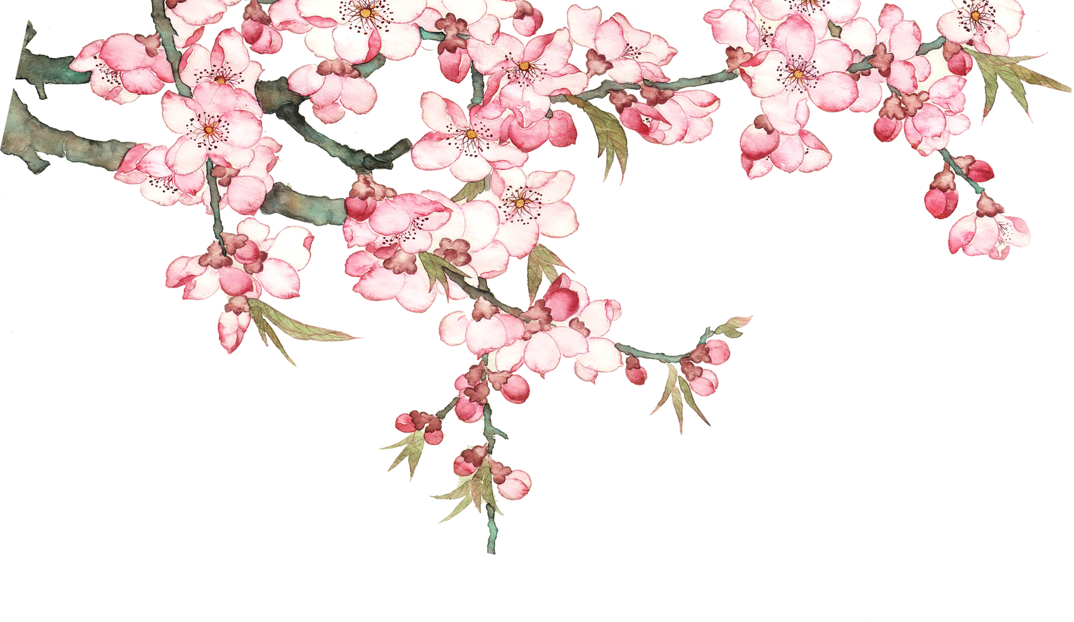 Download Pixel   Watercolor Peach Blossom Peach Tree. Download Png - Peach Tree, Transparent background PNG HD thumbnail