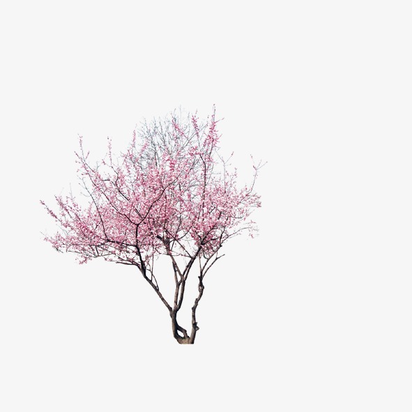 Png Peach Tree - Peach Blossom, Peach Tree, Tree Png And Psd, Transparent background PNG HD thumbnail