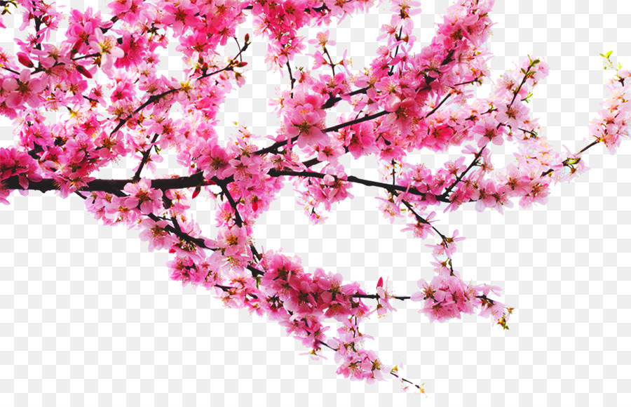 Png Peach Tree - Peach Download   Peach Tree Branches, Transparent background PNG HD thumbnail