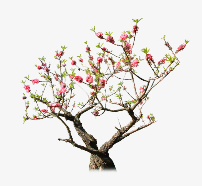 Peach Tree, Peach Blossom, Bloom, Trees Png And Psd - Peach Tree, Transparent background PNG HD thumbnail