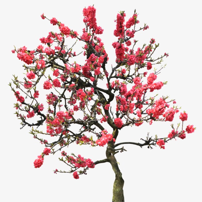Peach Tree, Peach Blossom, Trees, Plant Png Image And Clipart - Peach Tree, Transparent background PNG HD thumbnail