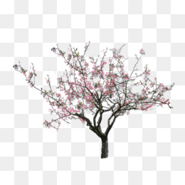 Peach Trees Plants, Peach, Trees, Plant Png Image And Clipart - Peach Tree, Transparent background PNG HD thumbnail