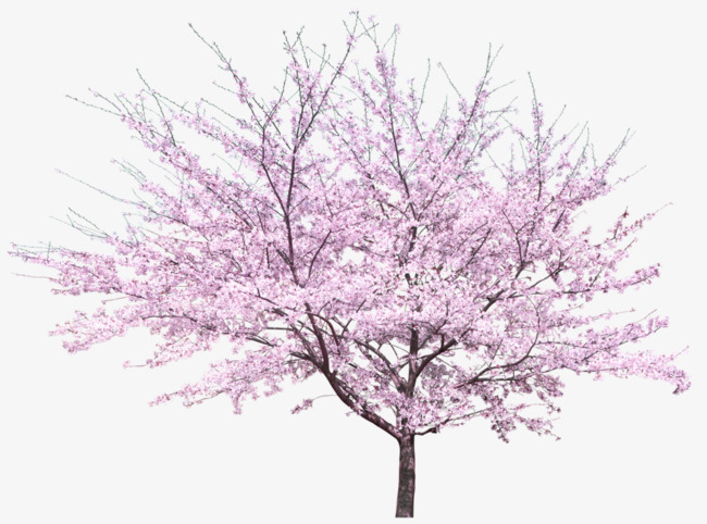 Png Peach Tree - Pink Peach Tree Taoyuan Landscape Decorative Pattern, Pink, Peach, Trees Png Image And, Transparent background PNG HD thumbnail