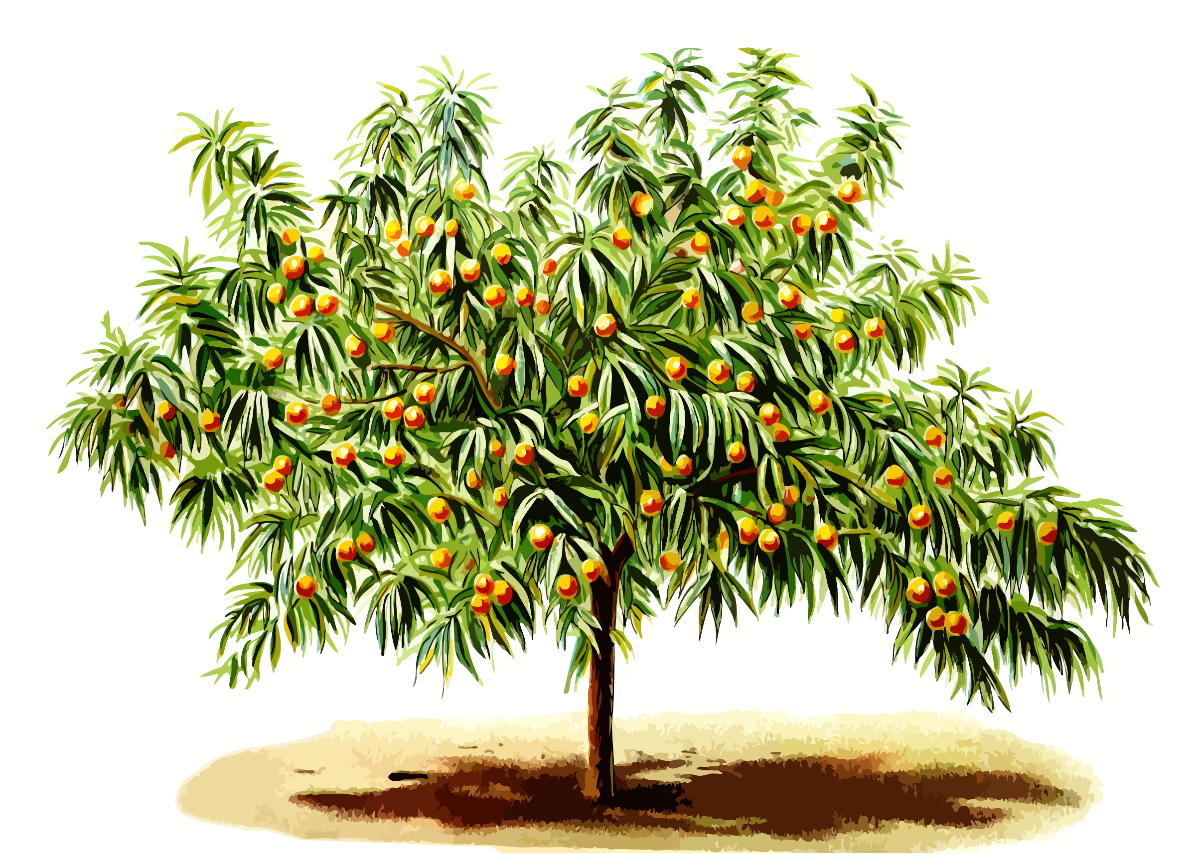 Png Peach Tree - This Free Icons Png Design Of Peach Tree Hdpng.com , Transparent background PNG HD thumbnail