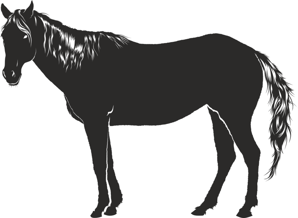 Pferd, Schwarz, Tier, Kontur, Schatten - Pferd Schwarz Weiss, Transparent background PNG HD thumbnail