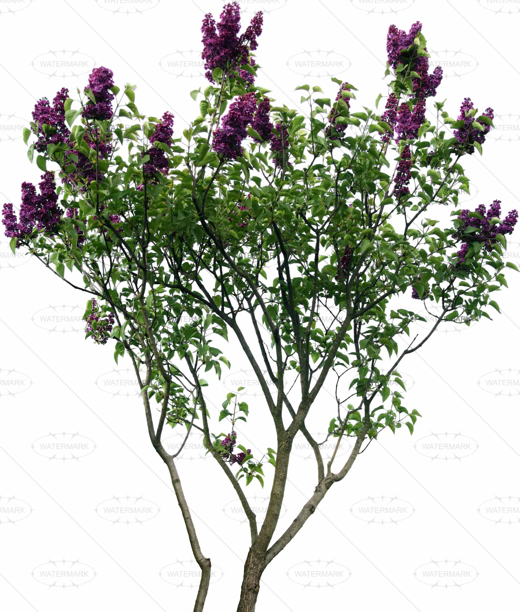 78 Blühende Pflanzen - Pflanze, Transparent background PNG HD thumbnail