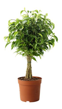 Abbildung: Ficus Benjamina - Pflanze, Transparent background PNG HD thumbnail