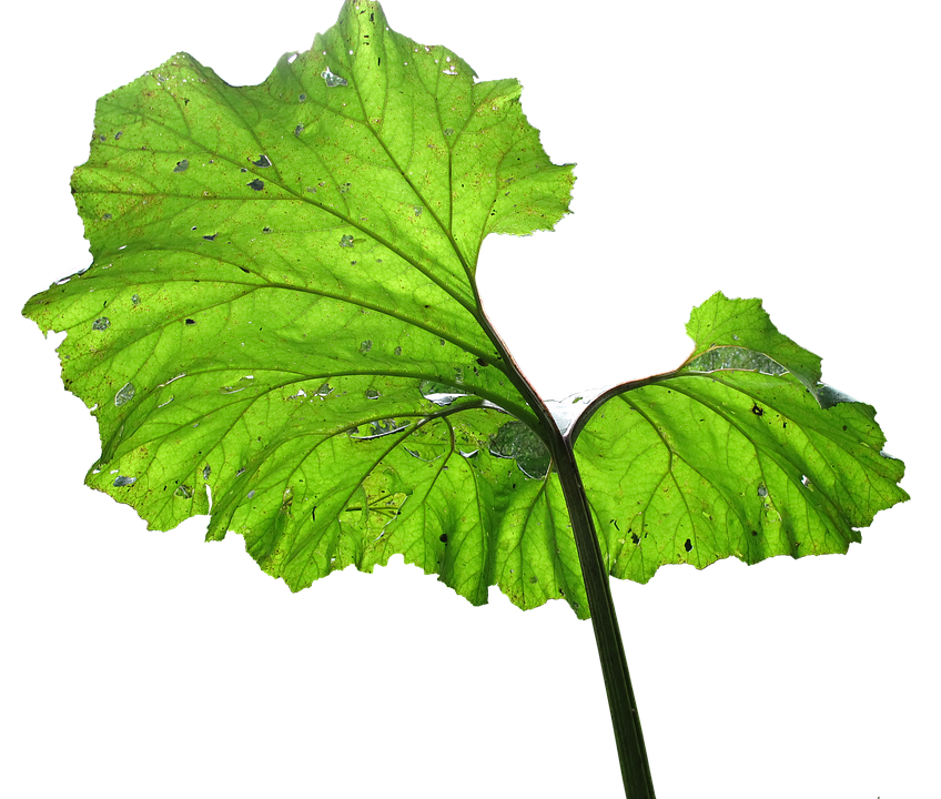Blatt, Pflanze, Gegenlicht, Großes Blatt, Freigestellt - Pflanze, Transparent background PNG HD thumbnail
