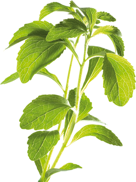 Der Süssstoff Stevia Wird Aus Der Pflanze Stevia Rebaudiana Bertoni Gewonnen - Pflanze, Transparent background PNG HD thumbnail