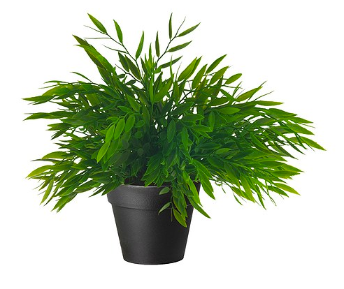 Pflanze, Tischpflanze, Kunstpflanze - Pflanze, Transparent background PNG HD thumbnail
