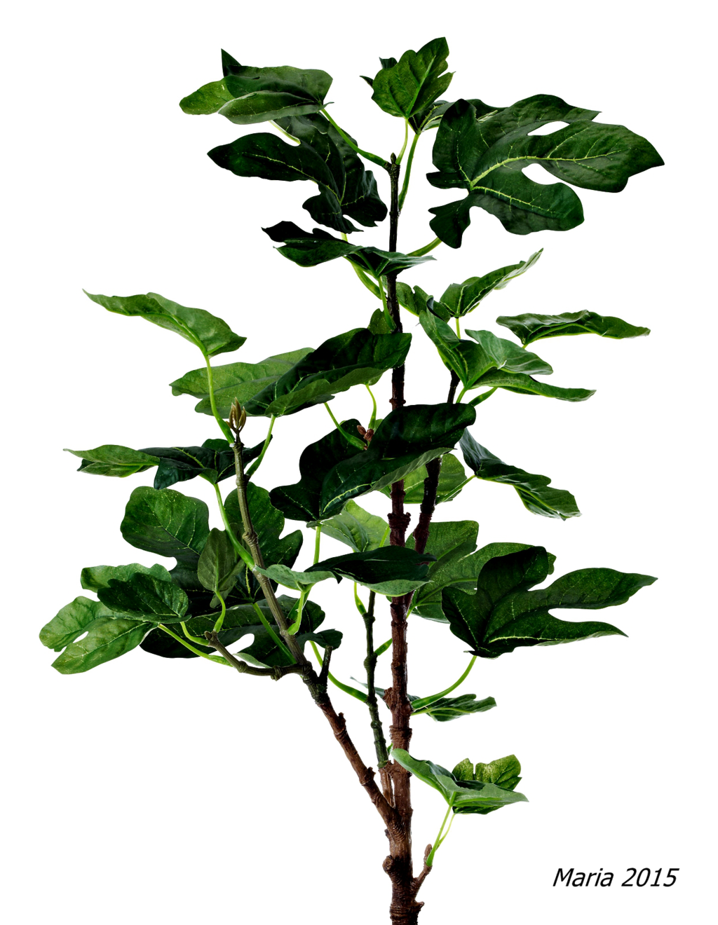 Abbildung: Ficus Benjamina