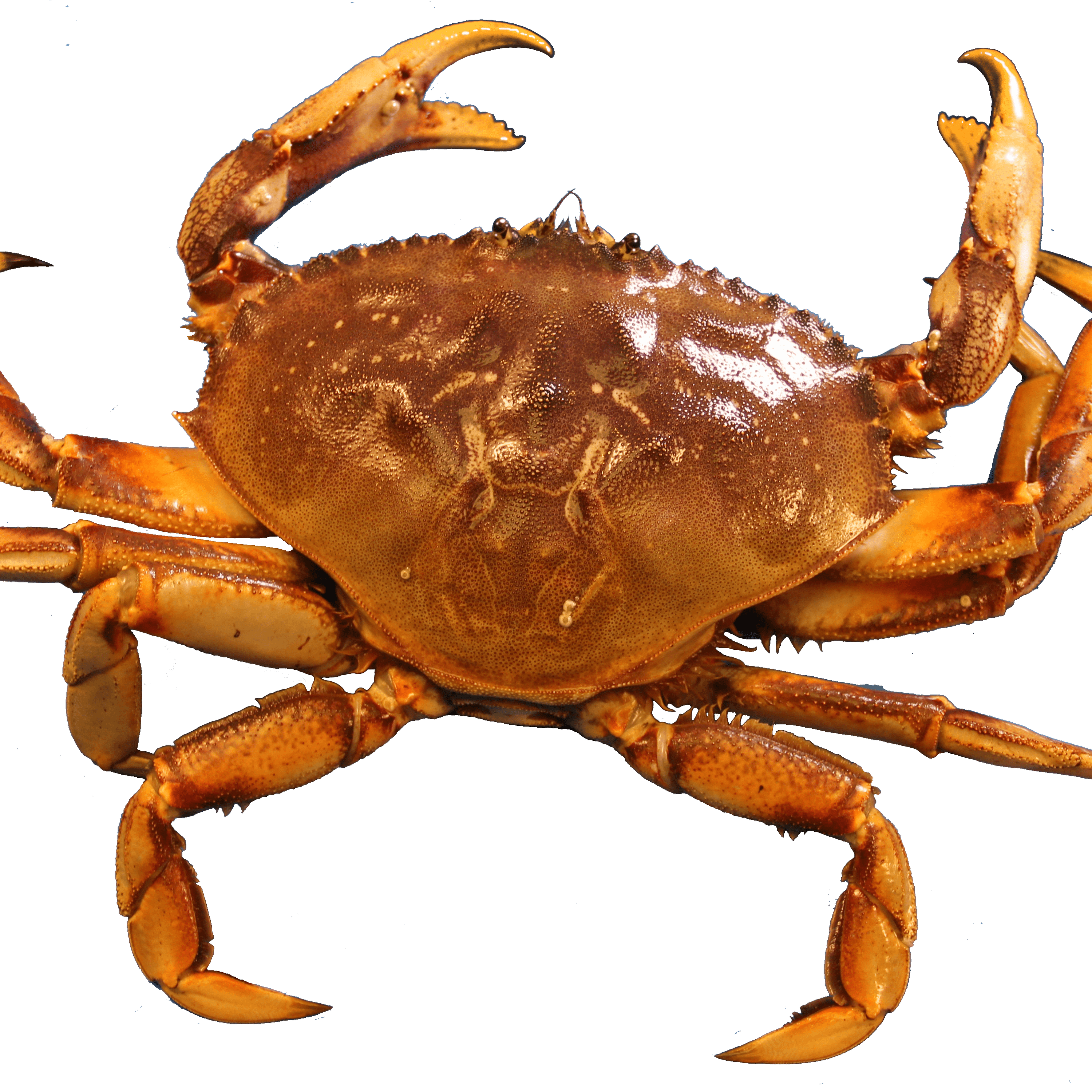 Crab PNG Clipart 46054