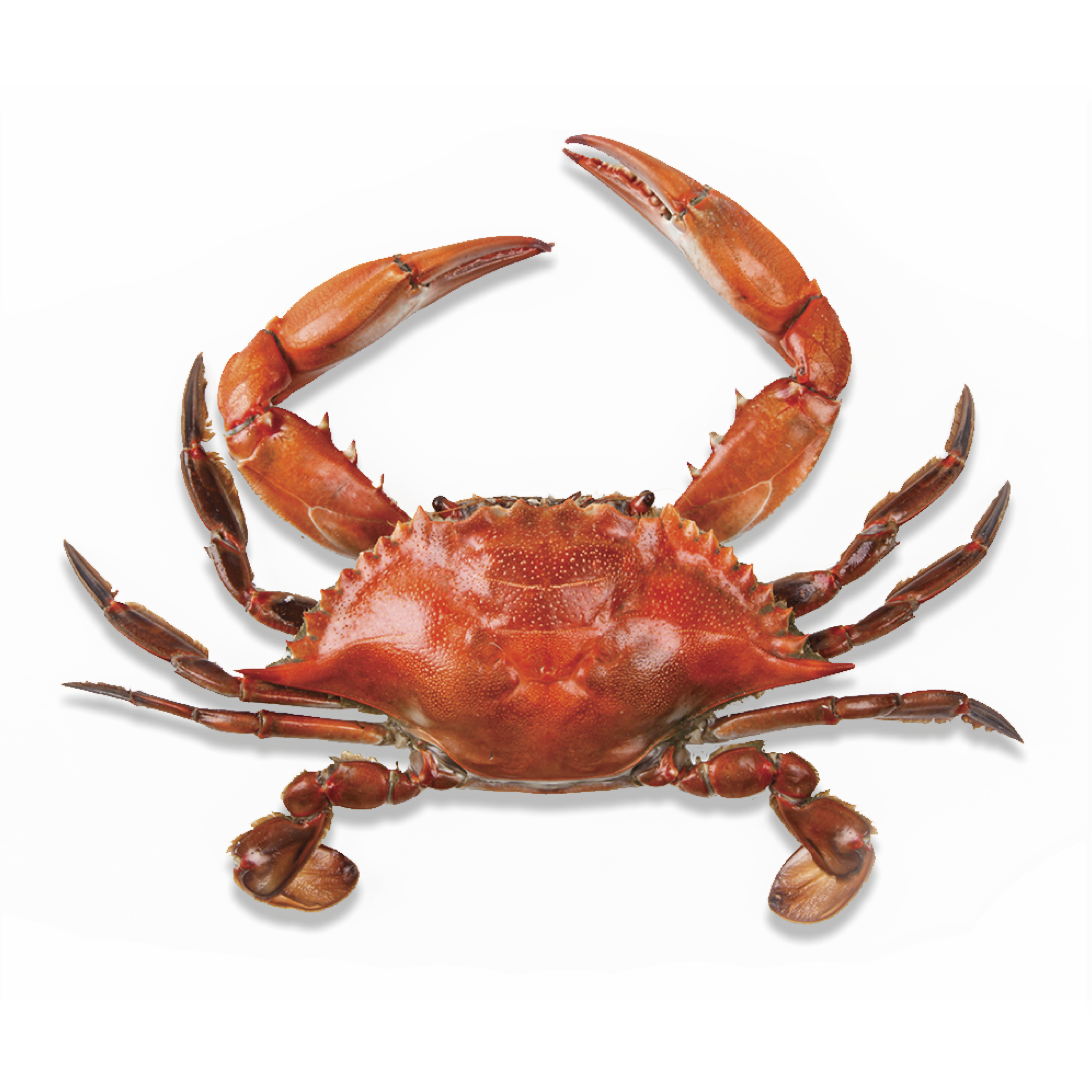 Crab PNG Clipart 46054