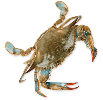 Crab Transparent Background