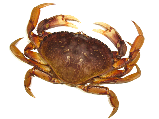 Crab Png - Picture Of A Crab, Transparent background PNG HD thumbnail