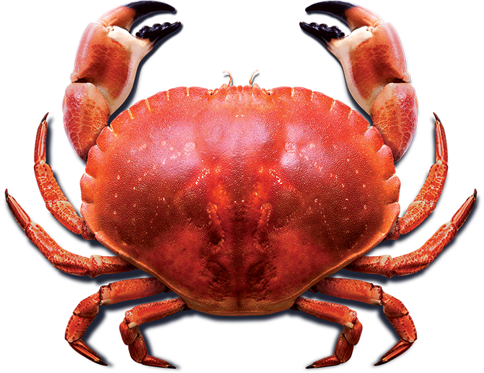 Crab Png Photo - Picture Of A Crab, Transparent background PNG HD thumbnail