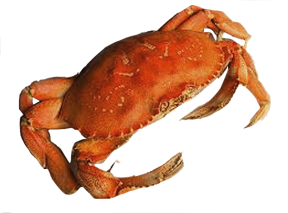 Crab Transparent Background