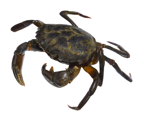 Crab Png PNG Image