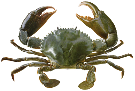 Crab PNG Transparent Image
