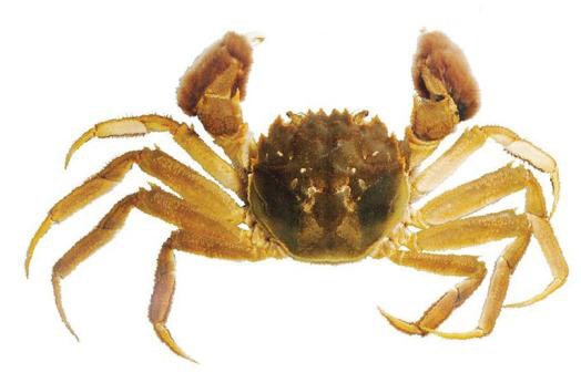 Png Hdpng.com  - Picture Of A Crab, Transparent background PNG HD thumbnail