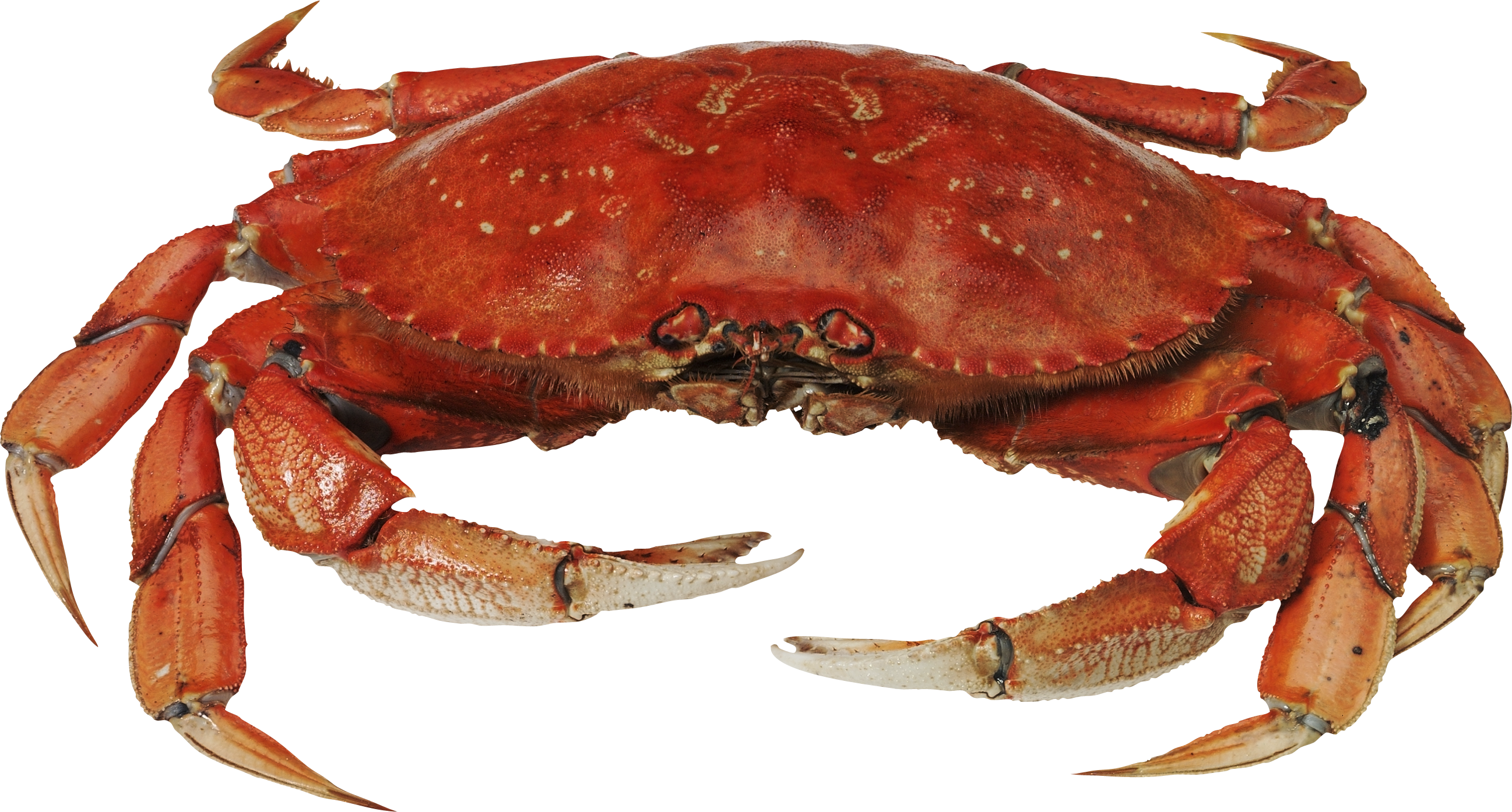 This High Quality Free Png Image Without Any Background Is About Crab, Red Crab, - Picture Of A Crab, Transparent background PNG HD thumbnail