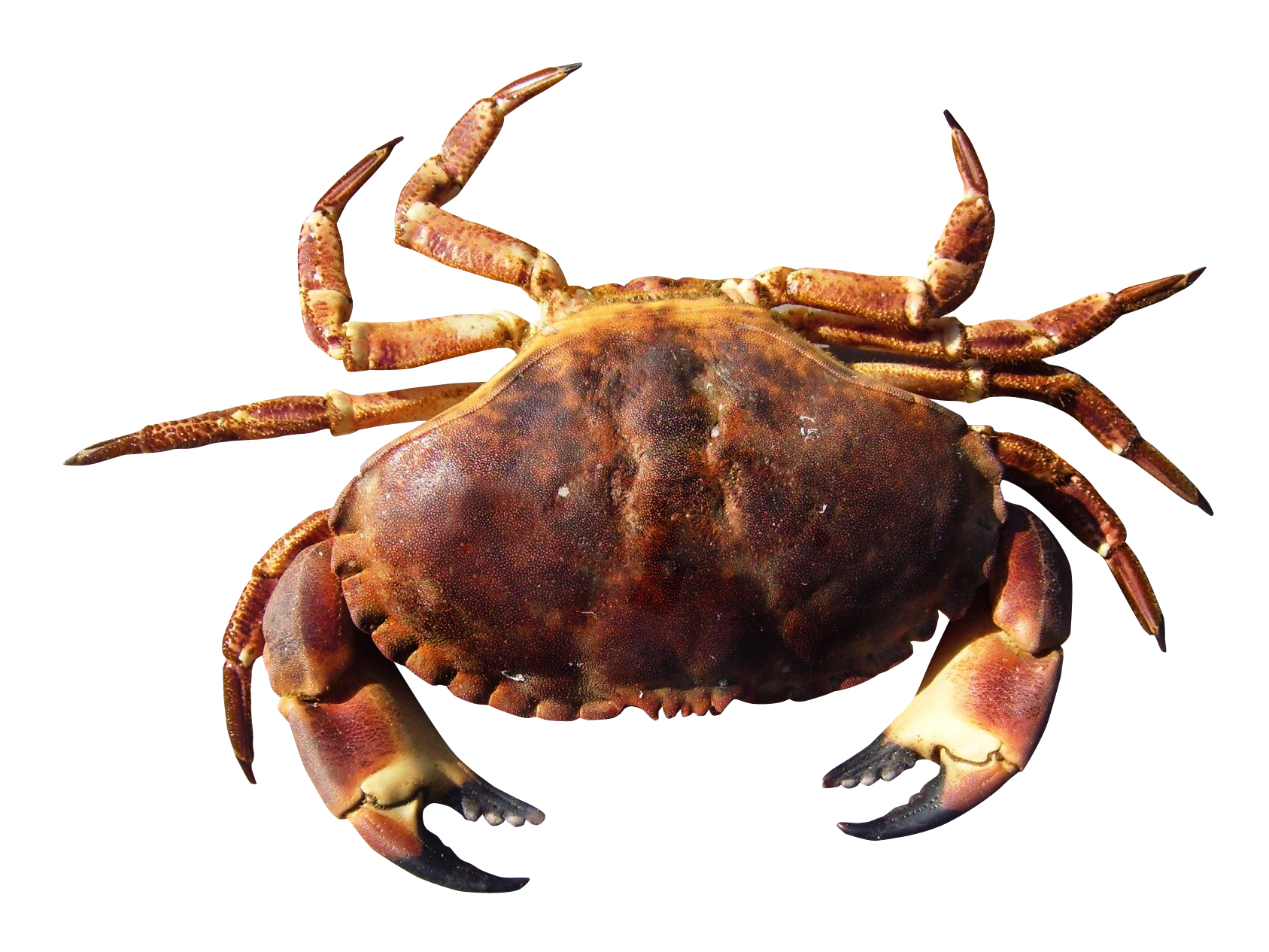 This High Quality Free Png Image Without Any Background Is About Food, Fish, Nature - Picture Of A Crab, Transparent background PNG HD thumbnail