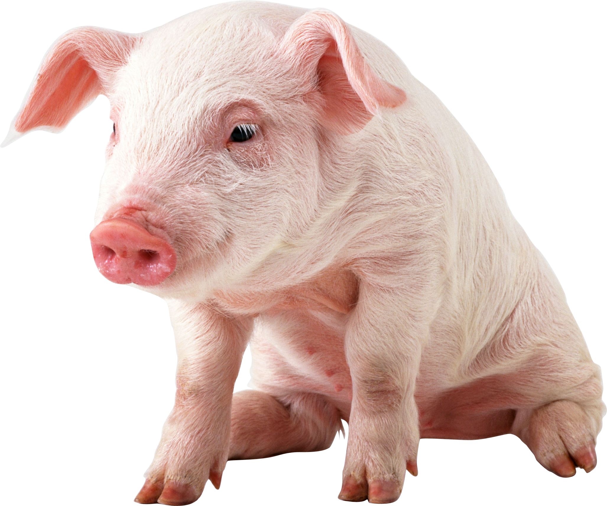 Pig Png Image - Piglet, Transparent background PNG HD thumbnail