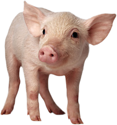 Pig Png Image - Piglet, Transparent background PNG HD thumbnail