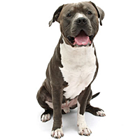 About The American Pit Bull Terrier - Pitbull, Transparent background PNG HD thumbnail