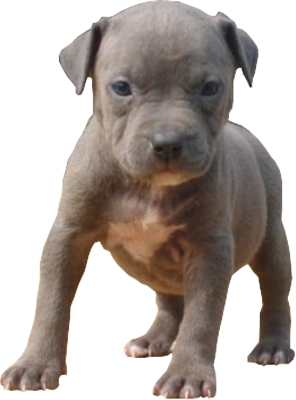 Free Blue Pitbull Puppies | Psd Detail | Blue Pitbull Puppy | Official Psds - Pitbull, Transparent background PNG HD thumbnail