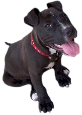 Good Pit Bull Puppy - Pitbull, Transparent background PNG HD thumbnail