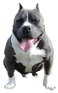 Pit Bull-type dogs typically 