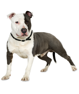 Pit Bull-type dogs typically 