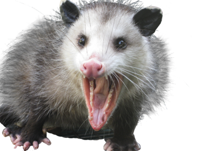 Book Online Now And Save Up To 15% Off - Possum, Transparent background PNG HD thumbnail