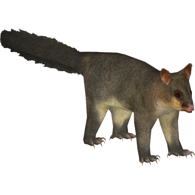 Common Brushtail Possum (Bohemian Rhapsody).png - Possum, Transparent background PNG HD thumbnail