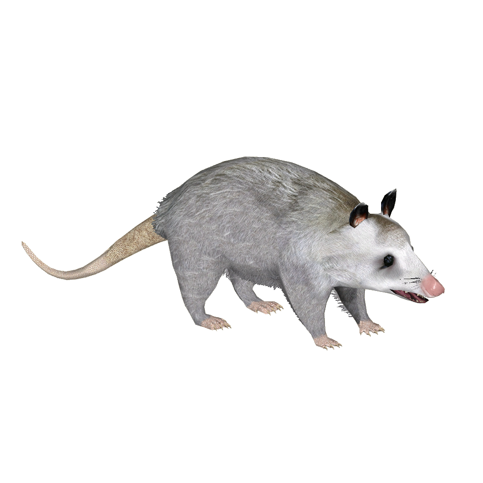Common Opossum (Raulfpv)Y.png - Possum, Transparent background PNG HD thumbnail