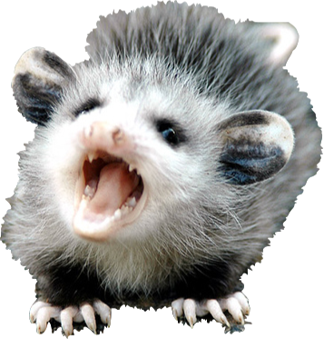 It Doesnu0027T Matter If You Donu0027T Believe In The Rally Possum. - Possum, Transparent background PNG HD thumbnail