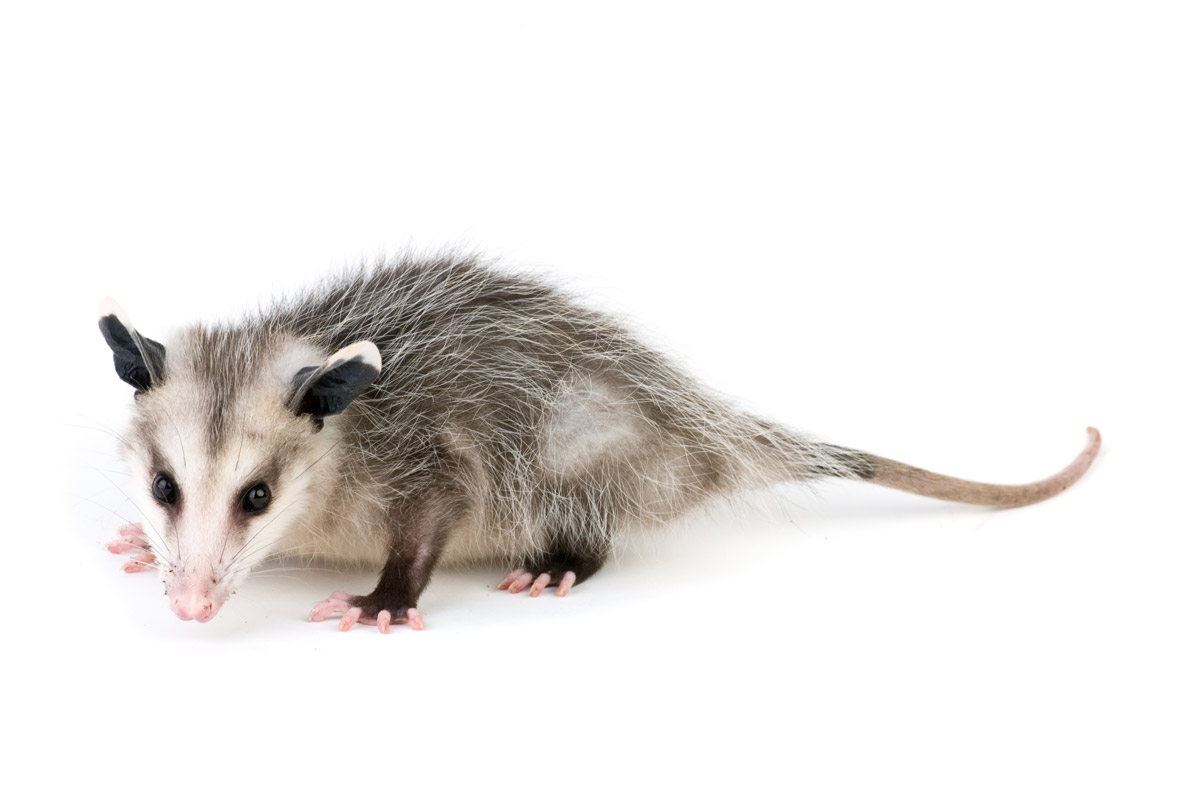 Opossum Trapping - Possum, Transparent background PNG HD thumbnail
