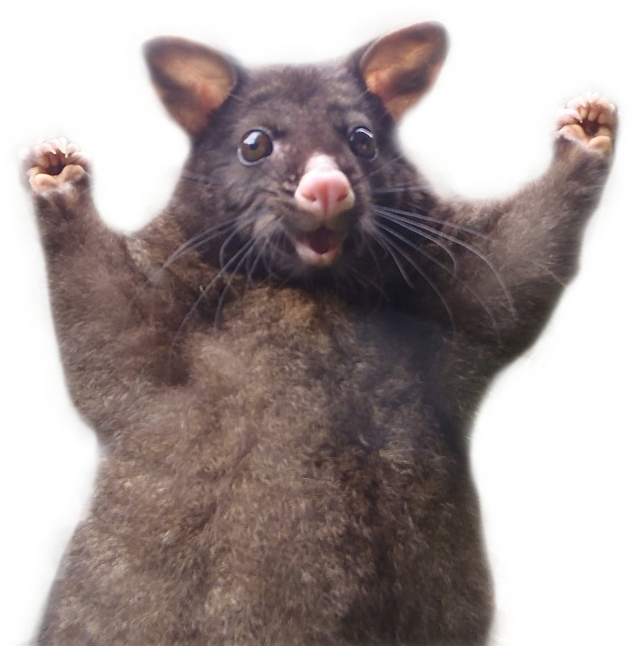 This Optimistic Possum Just Sparked A Hilarious Photoshop Battle - Possum, Transparent background PNG HD thumbnail