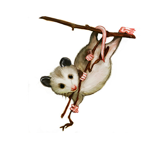 Watercolor Hanging Possum Digital Nature Print By Clipart - Possum, Transparent background PNG HD thumbnail