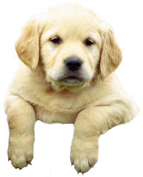 Png Puppy Hdpng.com 478 - Puppy, Transparent background PNG HD thumbnail