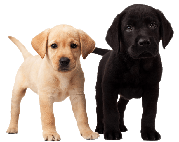 Cute Puppies - Puppy, Transparent background PNG HD thumbnail
