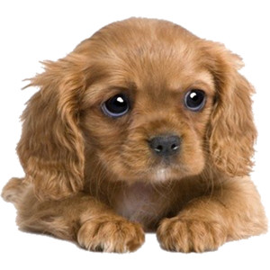 Cute Puppy 1.png - Puppy, Transparent background PNG HD thumbnail