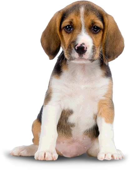 A Beagle Puppy, Our Mascot For Suffolk Dog Day. - Puppy Dog, Transparent background PNG HD thumbnail