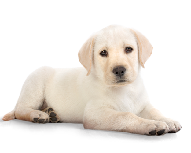 Png Puppy Dog - Dog Png Image #22642, Transparent background PNG HD thumbnail