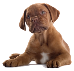 Png Puppy Dog - Dog Png Image, Transparent background PNG HD thumbnail