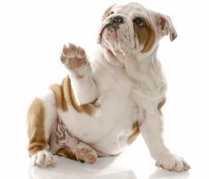Image Result For Puppy Dog Png - Puppy Dog, Transparent background PNG HD thumbnail